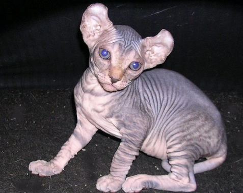 無毛貓飼養 無毛貓飼養