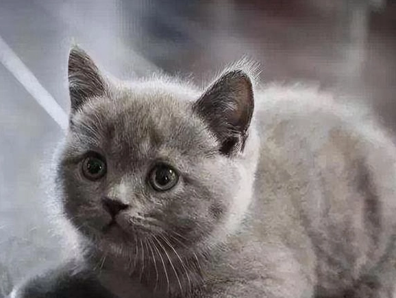 英國短毛貓個性