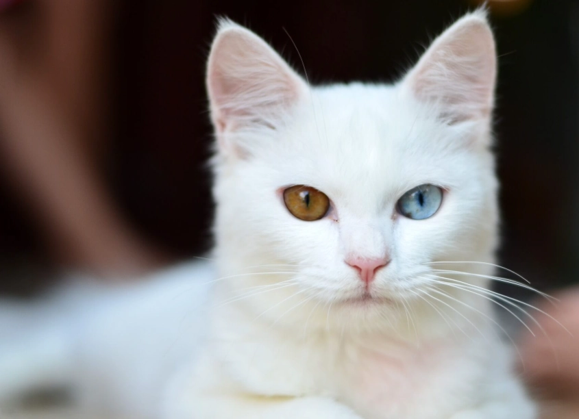 米克斯貓優缺點