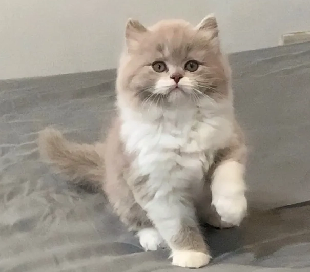 英國長毛貓智商測試