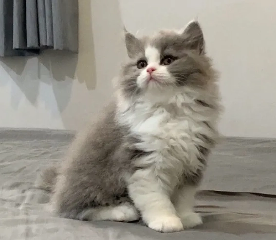 英國長毛貓聰明嗎