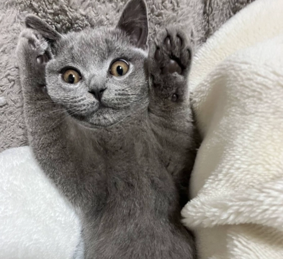 英國短毛貓個性