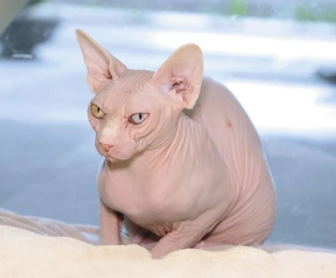 斯芬克斯貓混種 斯芬克斯貓混種