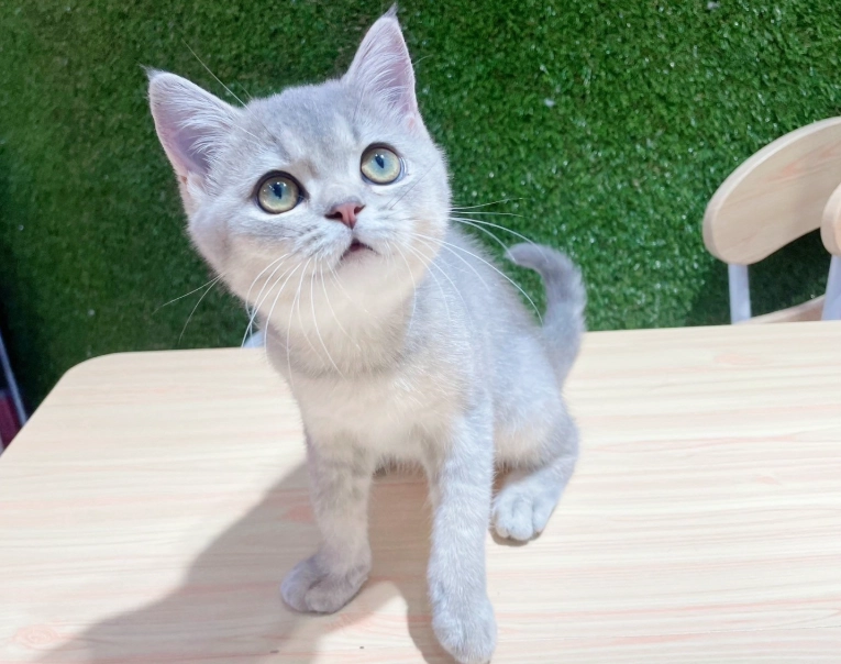 英國短毛貓飼養