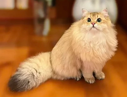 英國長毛貓訓練