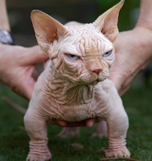 斯芬克斯貓混種 斯芬克斯貓混種