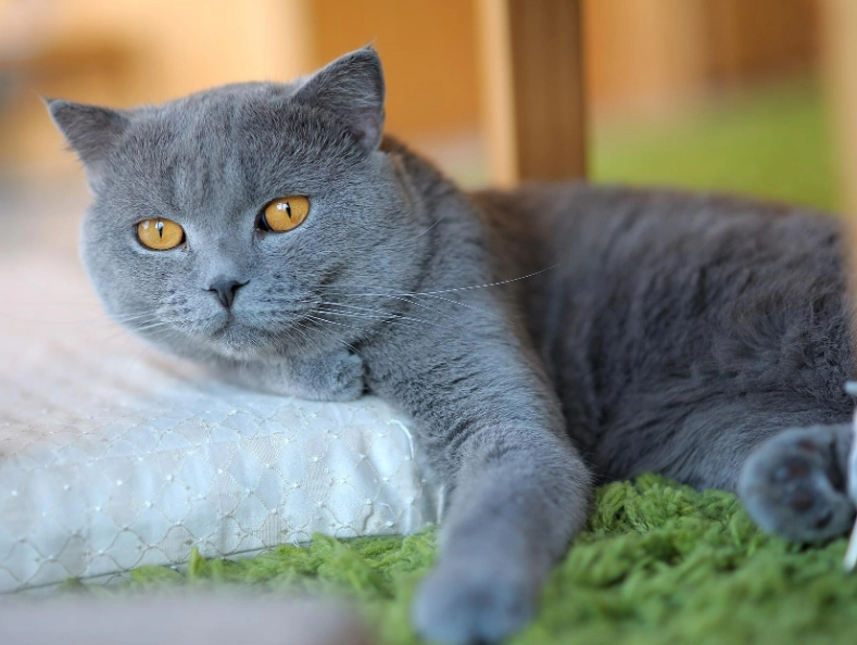 英國短毛貓健康照護