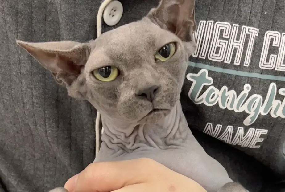 斯芬克斯貓護膚