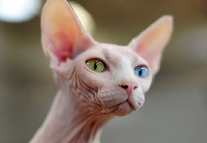 無毛貓飼養 無毛貓飼養