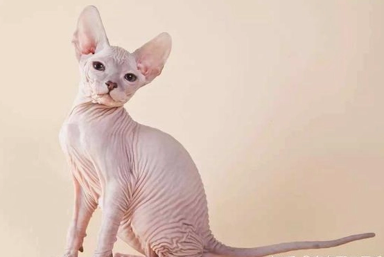 斯芬克斯貓護膚