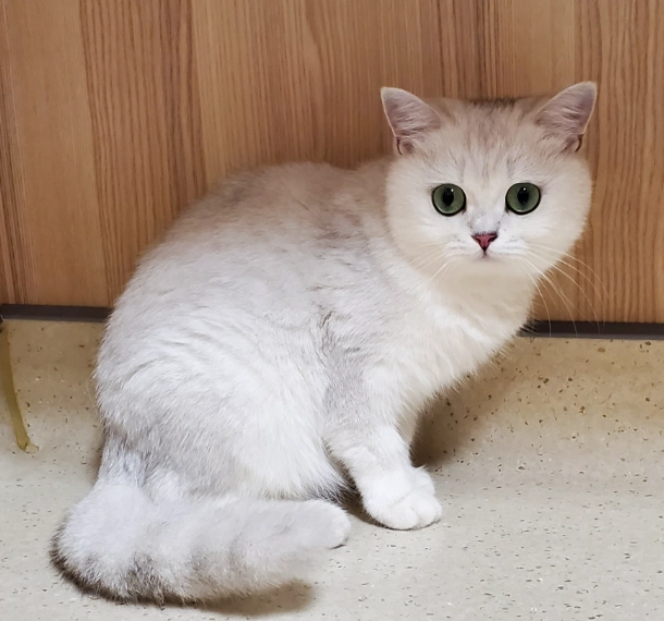 英國長毛貓智商測試