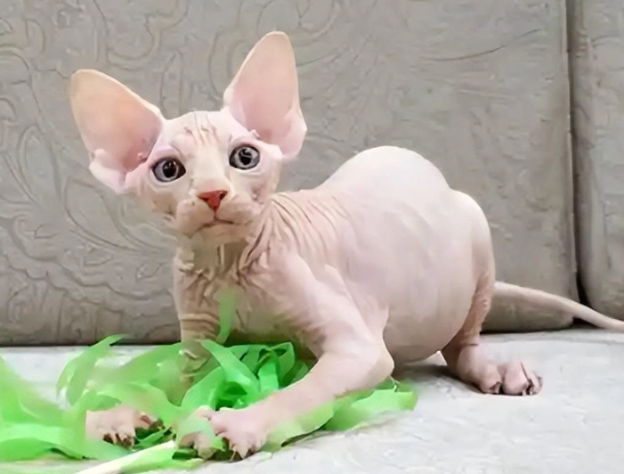 無毛貓飼養 無毛貓飼養