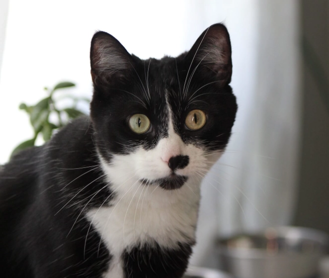 米克斯貓優缺點