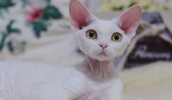 無毛貓油選購與使用全攻略：告別油膩，養出天鵝絨肌膚