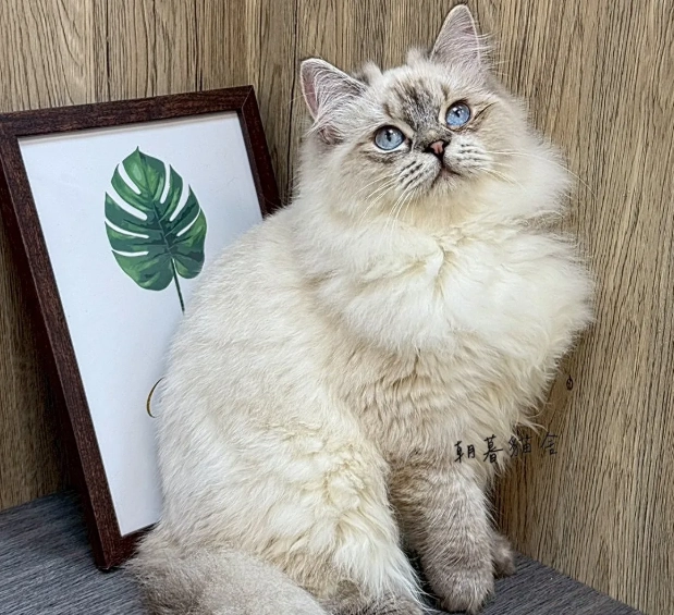 英國長毛貓聰明嗎