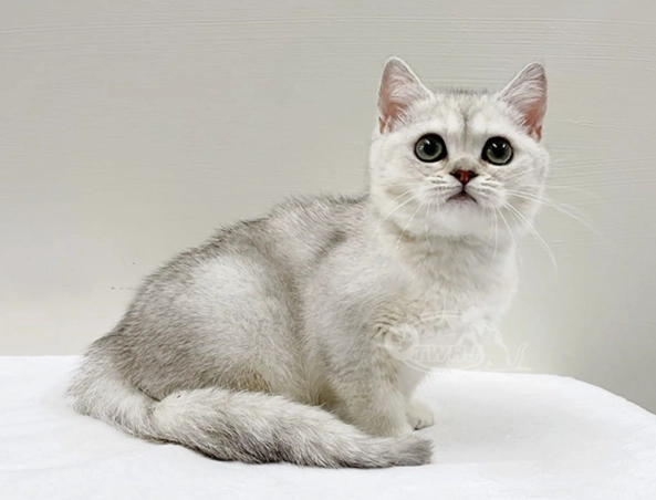 英國短毛貓健康照護