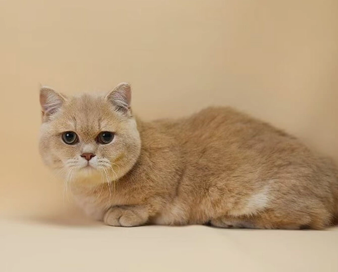 英國短毛貓飼養