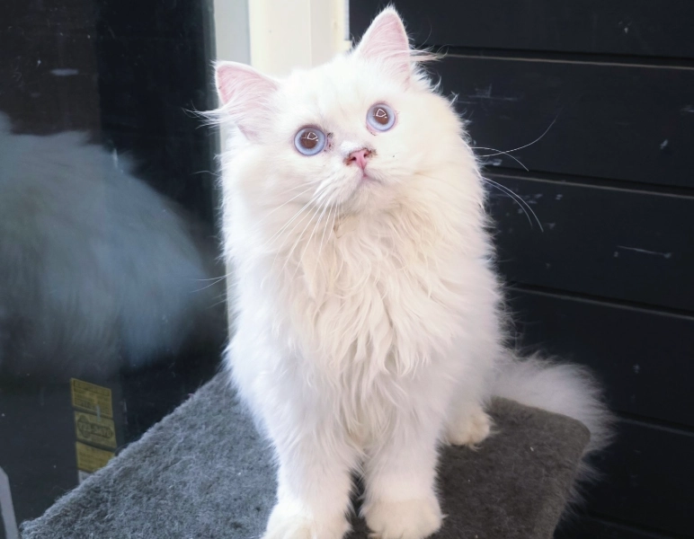 英國長毛貓 平均壽命