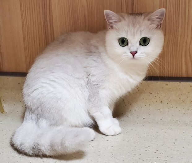 英國長毛貓 平均壽命