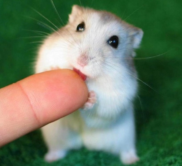 倉鼠咬人怎麼辦