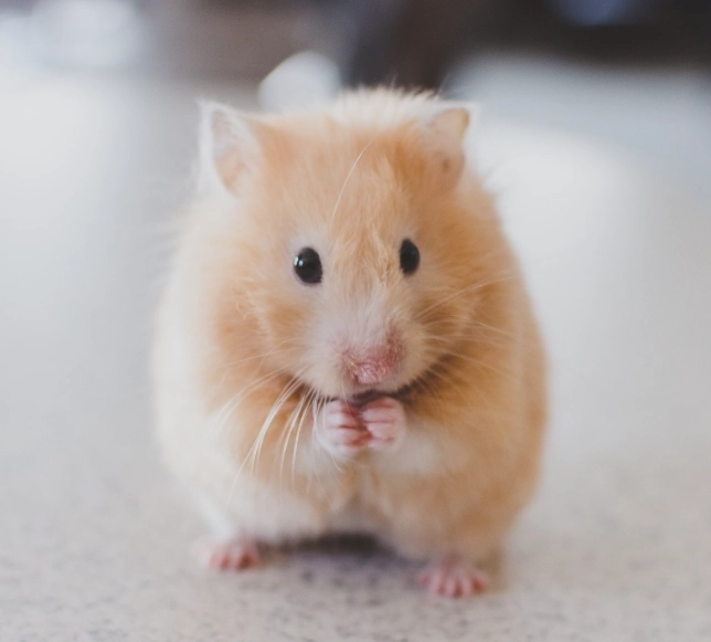 如何訓練倉鼠不咬人