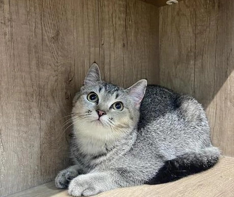 英國短毛貓生產