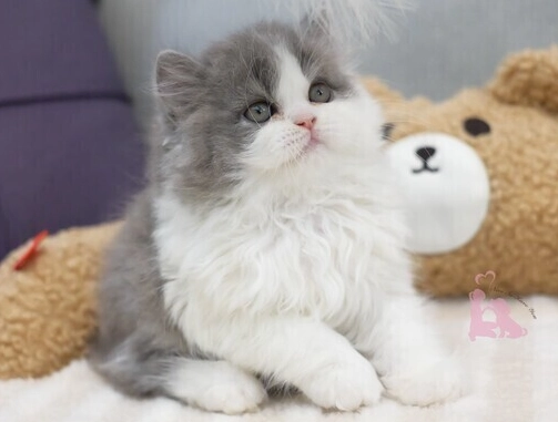 英國長毛貓 照顧