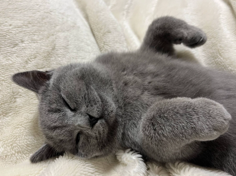 英國短毛貓生產