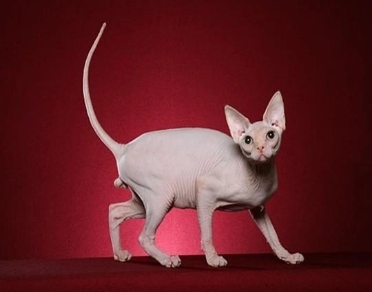 無毛貓品種
