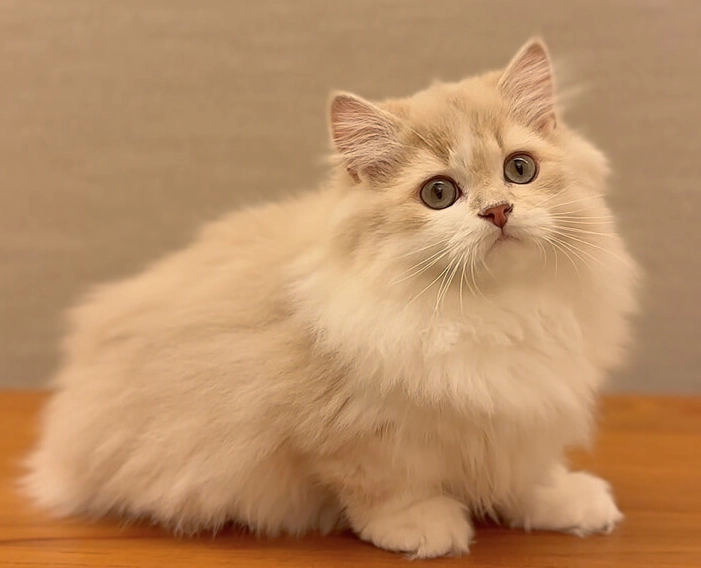 英短貓一胎生幾隻