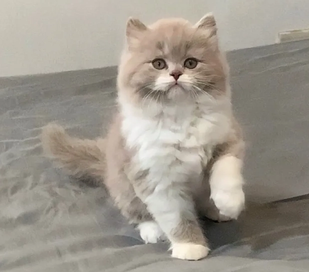 英國長毛貓 壽命