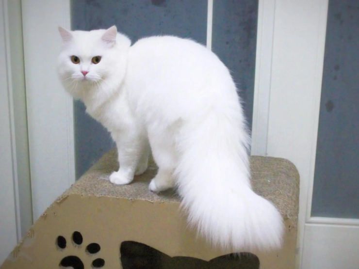 英國長毛貓 壽命