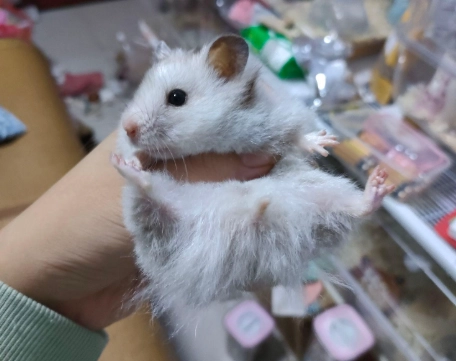 倉鼠咬人怎麼辦