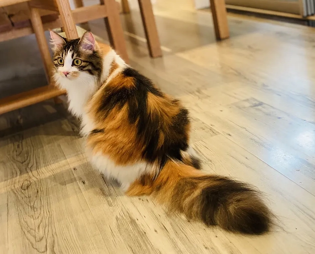 三花公貓 三花公貓