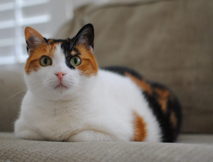 三花貓遺傳 三花貓遺傳