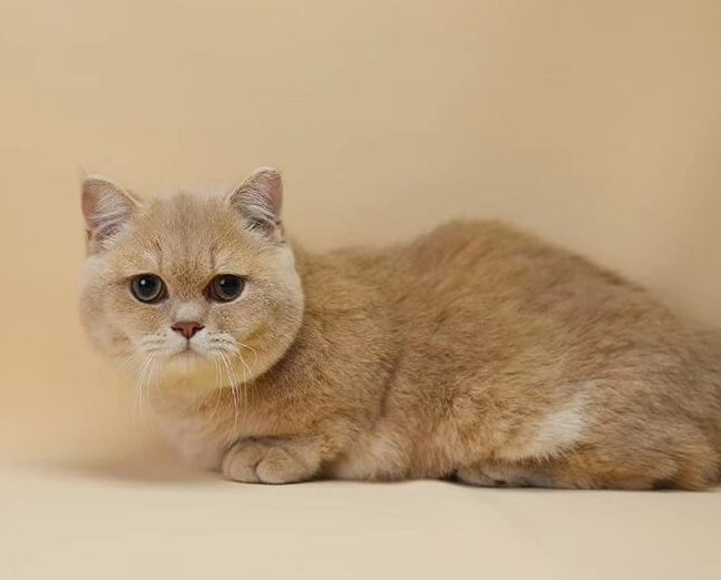 英國短毛貓照顧 英國短毛貓照顧