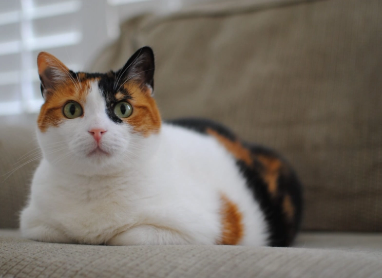 三花貓個性 三花貓個性