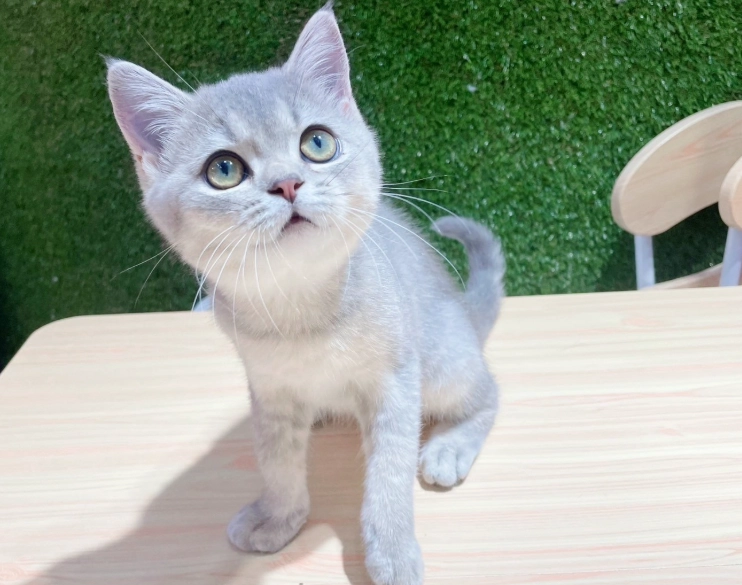 英國短毛貓聰明嗎