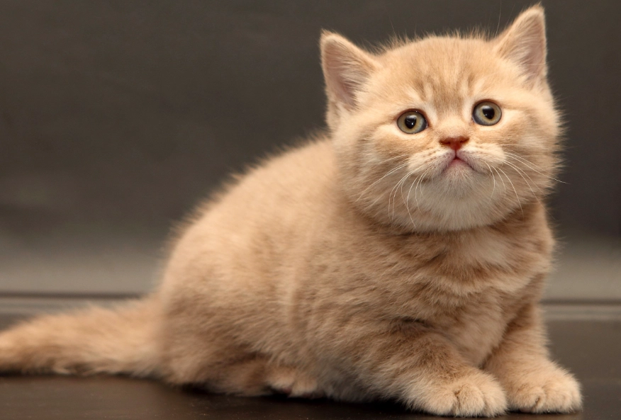 英國短毛貓聰明嗎