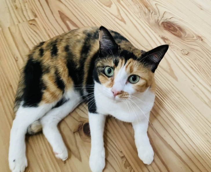 三花貓聰明嗎 三花貓聰明嗎