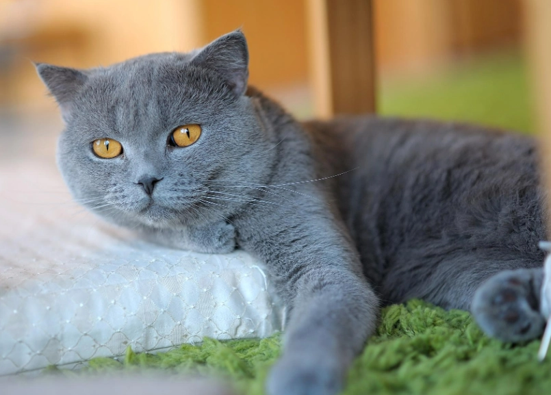 英國短毛貓聰明嗎