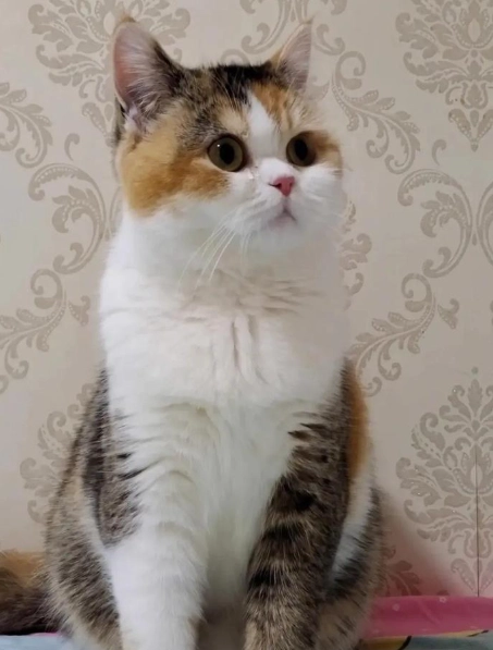 英國短毛貓照顧 英國短毛貓照顧