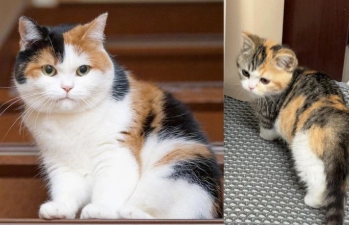 三花貓遺傳 三花貓遺傳