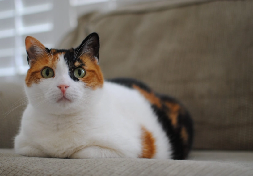 三花貓個性 三花貓個性