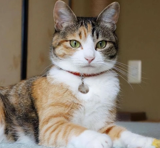 三花貓個性 三花貓個性