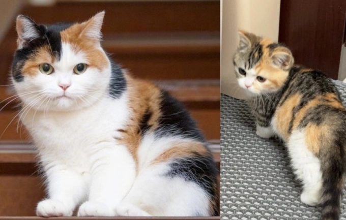 三花貓個性 三花貓個性