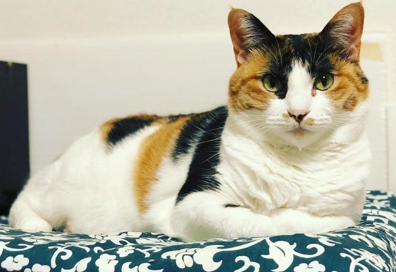 三花貓個性 三花貓個性