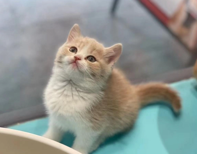 英短混米克斯 英短混米克斯