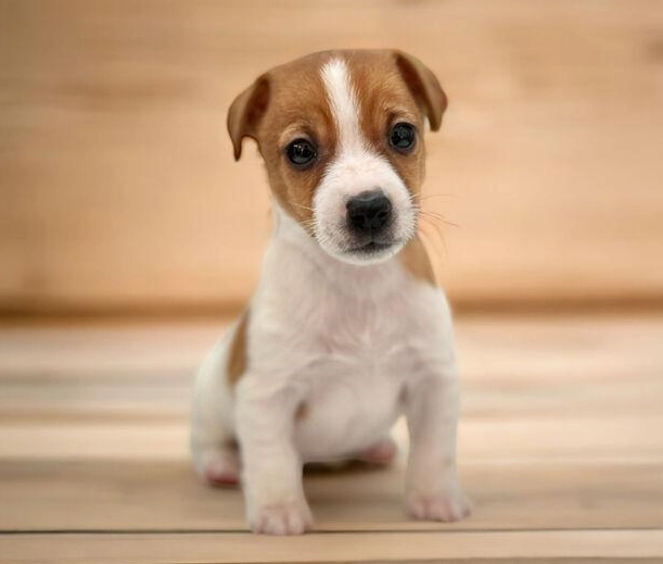 傑克羅素梗犬飼養
