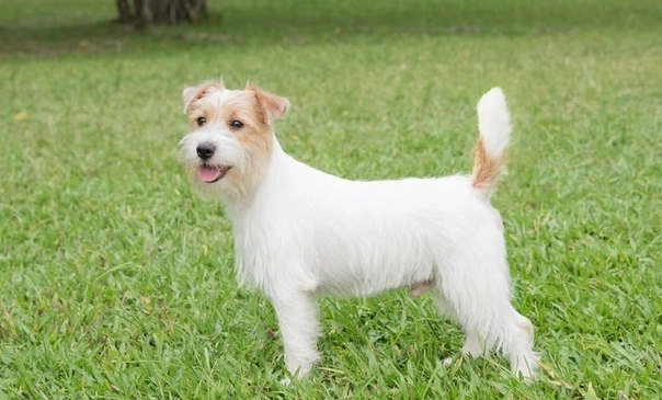 傑克羅素梗犬優缺點